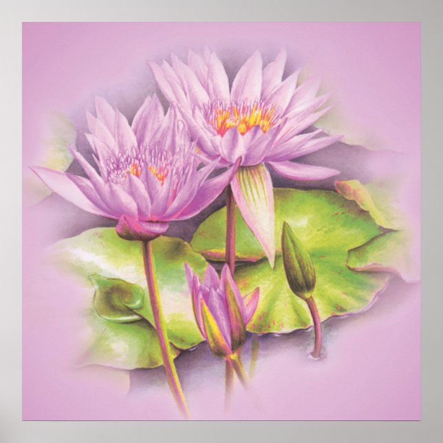 Poster de fleurs mauve de nénuphar (Devant)
