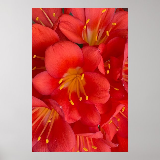 Poster de fleurs Natal Lily (Devant)