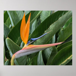 Poster de fleurs Oiseau du Paradis