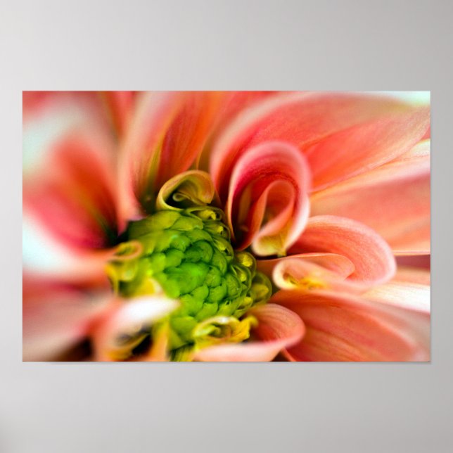 Poster de fleurs orange (Devant)