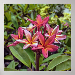 Poster de fleurs Plumeria Rubra