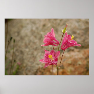 Poster de fleurs rose Bellflowers
