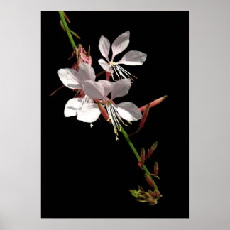 Poster de fleurs rose Gaura