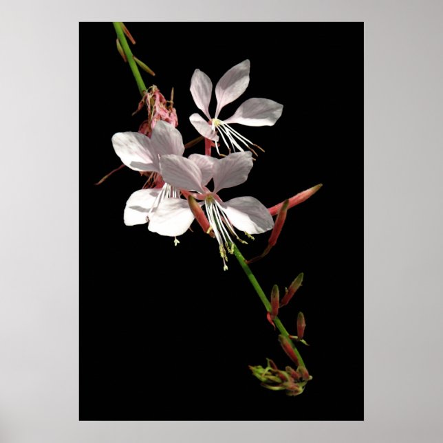 Poster de fleurs rose Gaura (Devant)