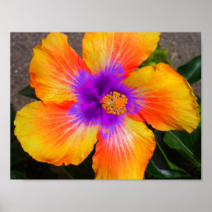 Poster de fleurs violet Centre Fire