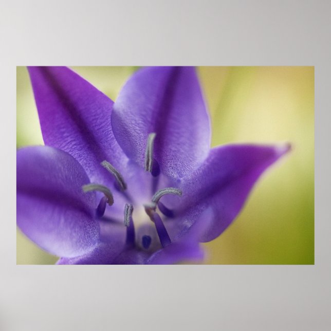 Poster de fleurs violettes (Devant)
