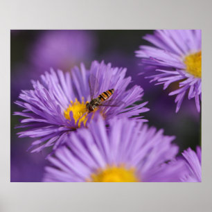 Poster de fleurs violettes