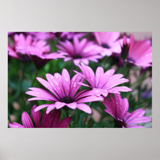 Poster de fleurs violettes vives