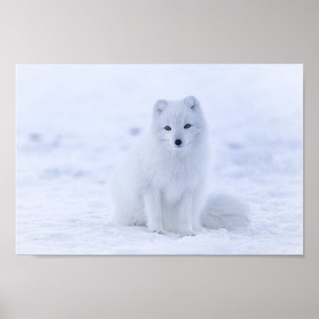 Poster de Fox Arctique (Devant)