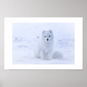 Poster de Fox Arctique