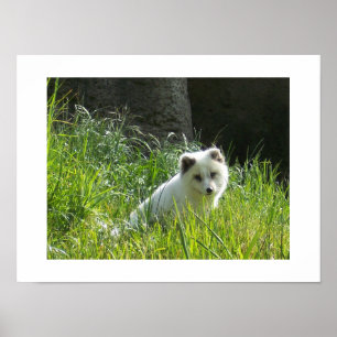 Poster de Fox Arctique