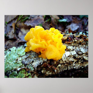 Poster de Fungi Tremella Mesenterica