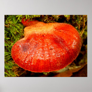 Poster de Fungus Beefsteak
