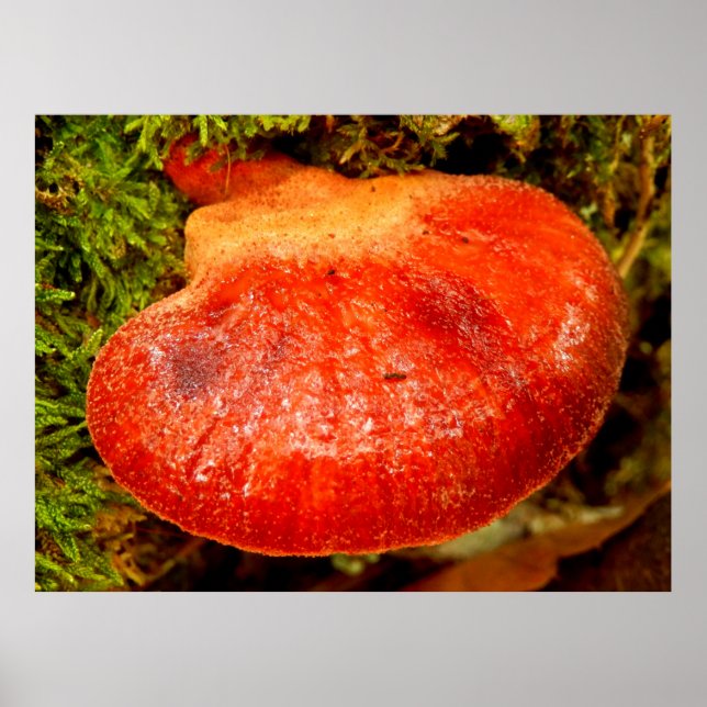 Poster de Fungus Beefsteak (Devant)