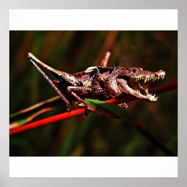 Poster de fusée (Devant)