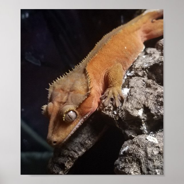 Poster de Gecko à crête rouge (Devant)