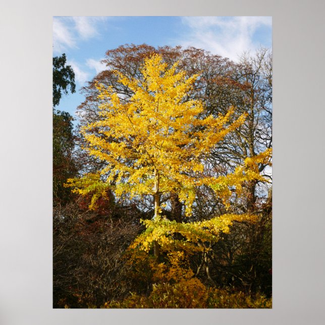 Poster de Ginkgo Biloba Tree (Devant)