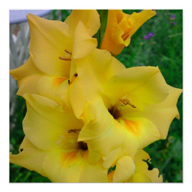 Poster de Gladiola jaune (Devant)