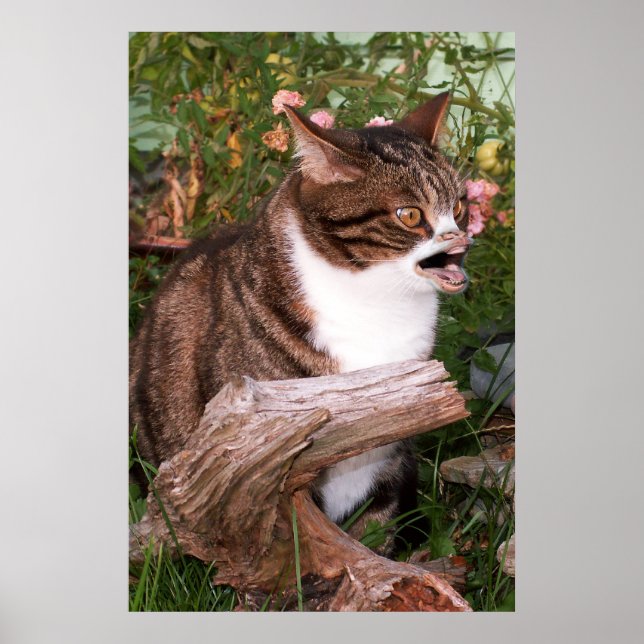 Poster de Goacat (Devant)