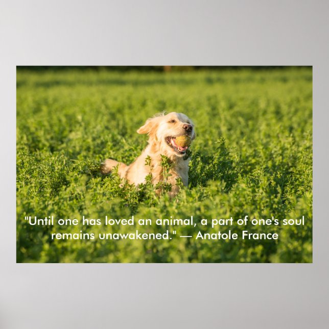 Poster de Golden Retriever avec citation (Devant)