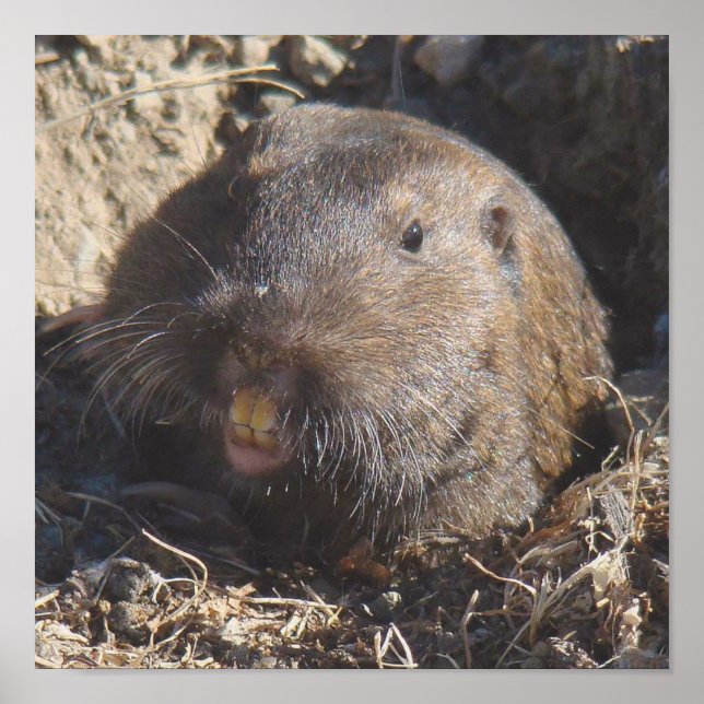 Poster de Gopher (Devant)
