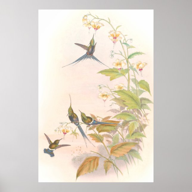 Poster de Goulds Hummingbirds (Devant)