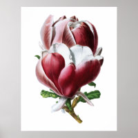 Poster de grandes fleurs rose magnolia
