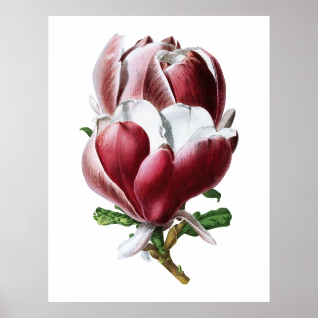 Poster de grandes fleurs rose magnolia (Devant)