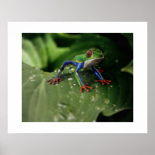 Poster de grenouille