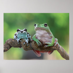 Poster de grenouille