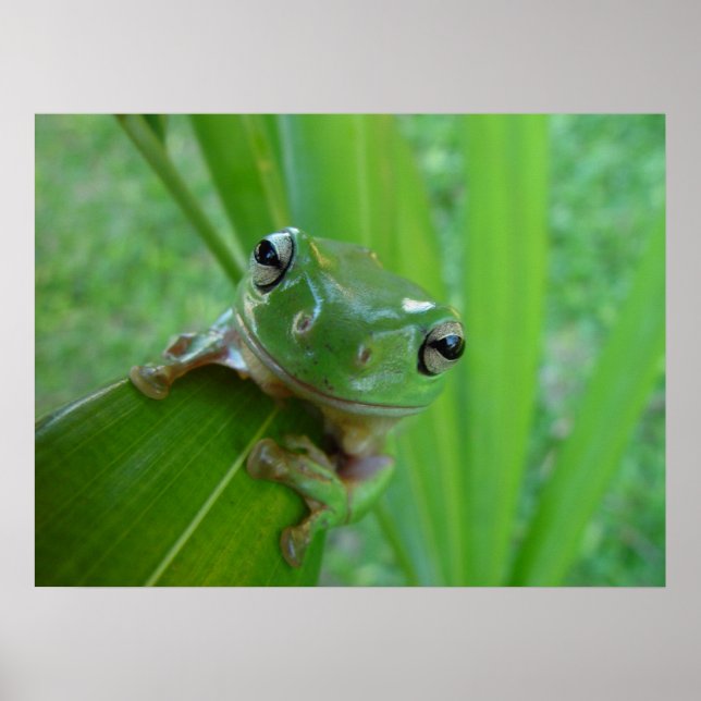 Poster de grenouille (Devant)