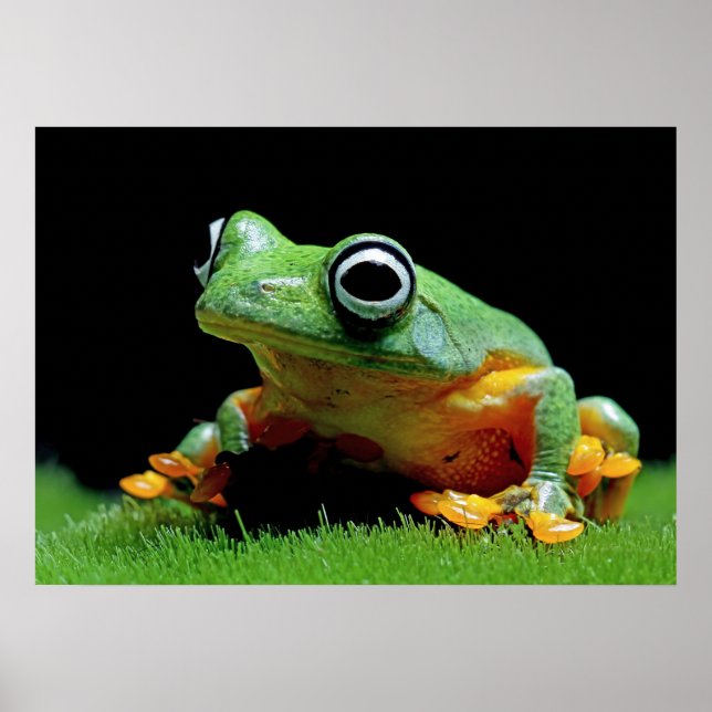 Poster de grenouille (Devant)