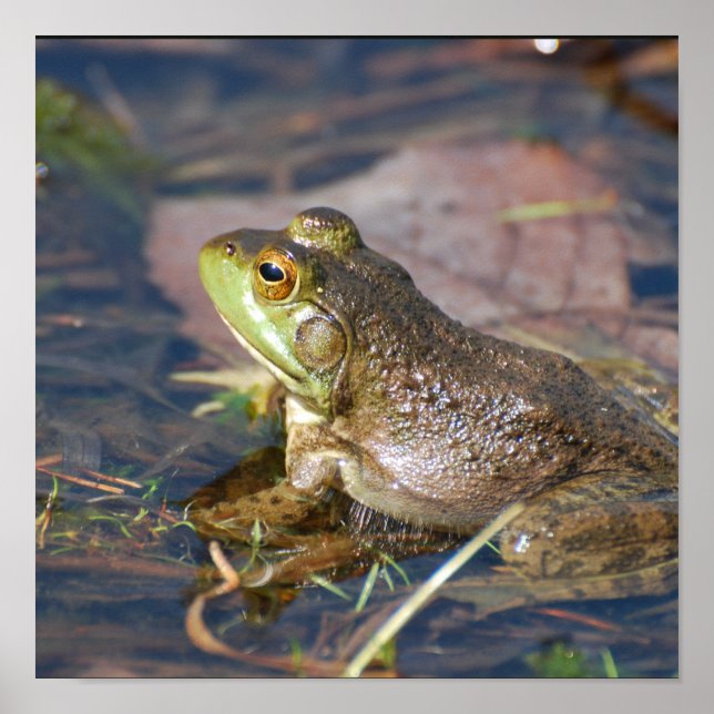 Poster de grenouille (Devant)