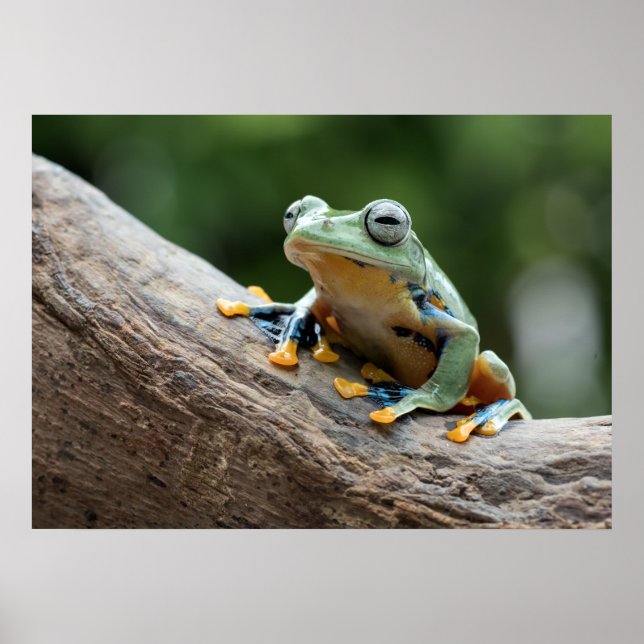 Poster de grenouille (Devant)