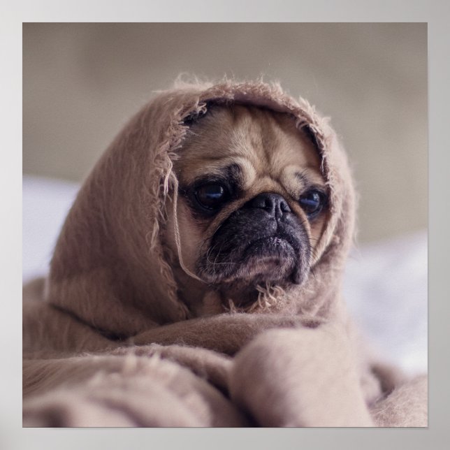Poster de gros plan pour chien de Carlin amusant (Devant)