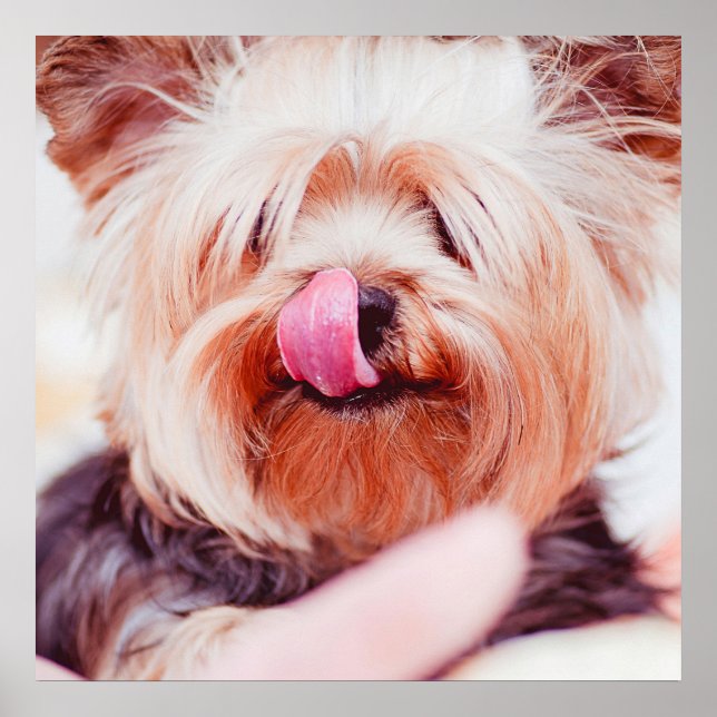 Poster de gros plan pour chien mignon et drôle (Devant)
