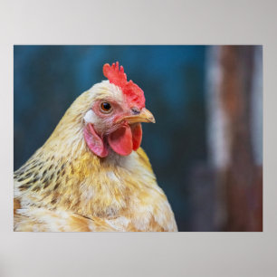 Poster de gros plan sur le poulet