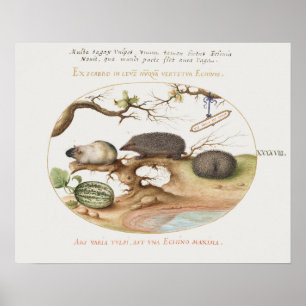 Poster de hérisson vintage