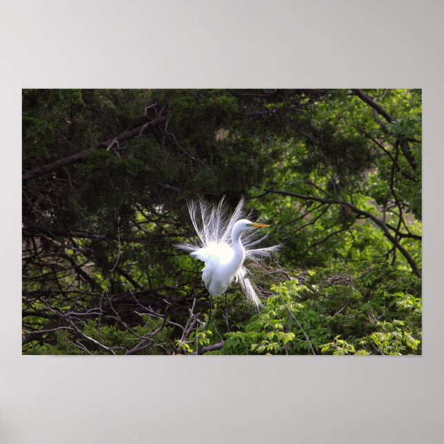 Poster de Heron Bird in Tree (Devant)