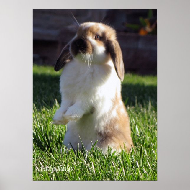 Poster de Holland Lop Standing Up (Devant)
