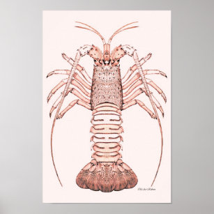 Poster de homard ~ Homard de roche
