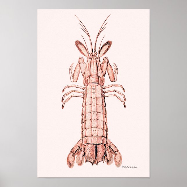Poster de homard ~ Homard de roche (Devant)