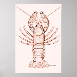 Poster de homard ~ Poisson-gris de rivière