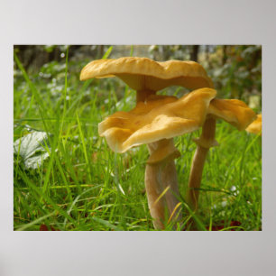 Poster de Honey Fungus