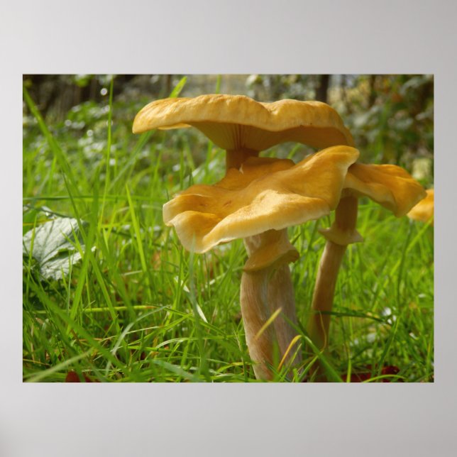 Poster de Honey Fungus (Devant)
