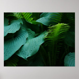 Poster de Hosta et Fern