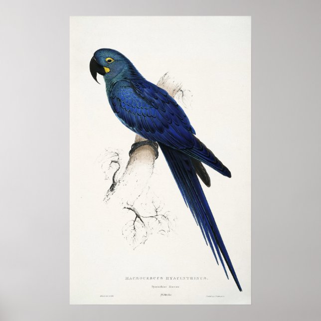 Poster de Hyacinth Macaw (Devant)