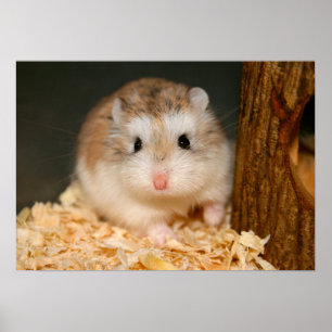 Poster de Ickle mignon