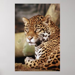 Poster de Jaguar