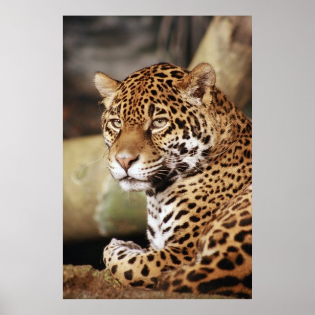 Poster de Jaguar (Devant)